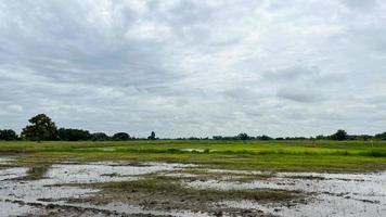 rijst- veld- cafe met Super goed atmosfeer in ayuttaya Thailand foto