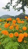 goudsbloem bloemen en detailopname van oranje goudsbloem bloemen en gebladerte natuurlijk in thailad foto