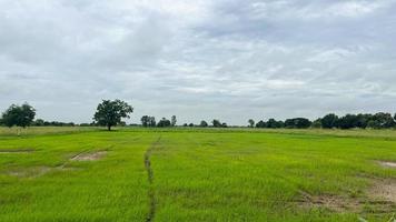 rijst- veld- cafe met Super goed atmosfeer in ayuttaya Thailand foto