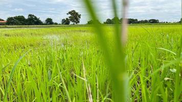 Aziatisch rijst- veld- werken Aan veld- in ayutthaya Thailand foto