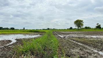 rijst- veld- cafe met Super goed atmosfeer in ayuttaya Thailand foto