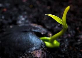 knop bladeren van jonge plant zaailing op de grond foto