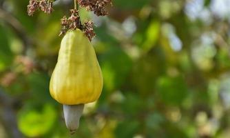 een bundel van cachou appels Aan een cachou boom. foto