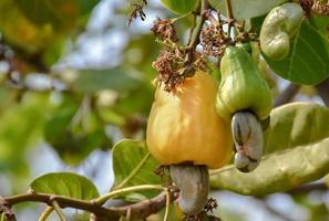 een bundel van cachou appels Aan een cachou boom. foto