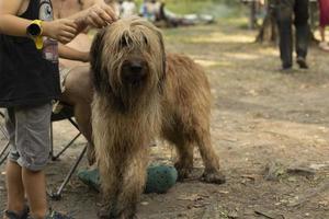 harig hond. huisdier in park. wandelen groot hond. foto