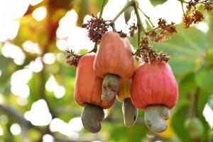 een bundel van cachou appels Aan een cachou boom. foto