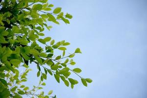 ficus benjamina takken en bladeren met bewolkt en blauwe lucht achtergrond. foto