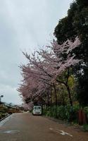 kers bloesems zijn bloeiend in een dorp in kyoto. foto
