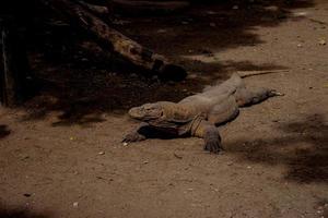 komodo draak. de grootste hagedis in de wereld. de komodo draak is een dier beschermde door de Indonesisch regering. foto