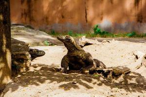 komodo draak. de grootste hagedis in de wereld. de komodo draak is een dier beschermde door de Indonesisch regering. foto