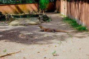 komodo draak. de grootste hagedis in de wereld. de komodo draak is een dier beschermde door de Indonesisch regering. foto