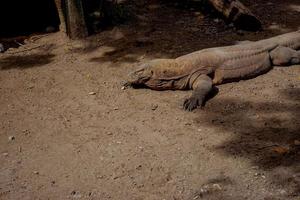 komodo draak. de grootste hagedis in de wereld. de komodo draak is een dier beschermde door de Indonesisch regering. foto