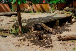 komodo draak. de grootste hagedis in de wereld. de komodo draak is een dier beschermde door de Indonesisch regering. foto