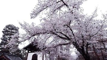 kers bloesems zijn bloeiend in een dorp in kyoto, foto