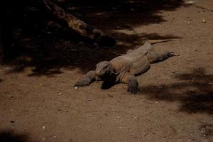 komodo draak. de grootste hagedis in de wereld. de komodo draak is een dier beschermde door de Indonesisch regering. foto