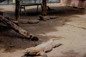 komodo draak. de grootste hagedis in de wereld. de komodo draak is een dier beschermde door de Indonesisch regering. foto