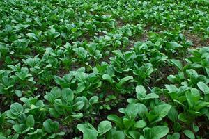 mosterd Groenen groeit in boerderij velden foto