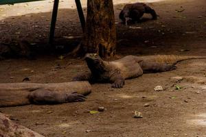 komodo draak. de grootste hagedis in de wereld. de komodo draak is een dier beschermde door de Indonesisch regering. foto