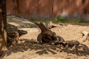 komodo draak. de grootste hagedis in de wereld. de komodo draak is een dier beschermde door de Indonesisch regering. foto