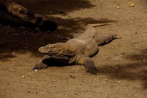 komodo draak. de grootste hagedis in de wereld. de komodo draak is een dier beschermde door de Indonesisch regering. foto