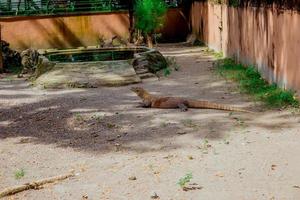 komodo draak. de grootste hagedis in de wereld. de komodo draak is een dier beschermde door de Indonesisch regering. foto