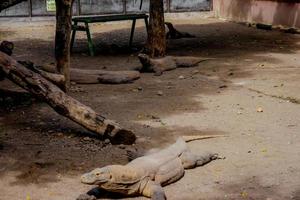komodo draak. de grootste hagedis in de wereld. de komodo draak is een dier beschermde door de Indonesisch regering. foto