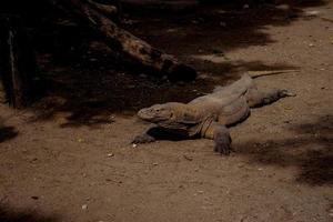 komodo draak. de grootste hagedis in de wereld. de komodo draak is een dier beschermde door de Indonesisch regering. foto