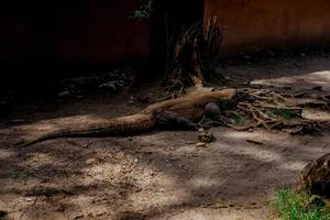 komodo draak. de grootste hagedis in de wereld. de komodo draak is een dier beschermde door de Indonesisch regering. foto