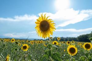 zonnebloemen te ontvangen de mooi middag zon foto