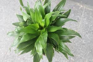 detailopname van een mooi dracaena fragrans fabriek in een pot Aan een wazig achtergrond. gebruikt voor binnen- en buitenshuis sier- planten. foto