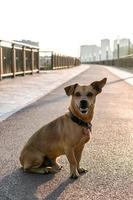 klein schattig bruin hond is zittend Aan leeg straat. foto