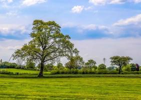 eenzaam oud boom Aan een groen weide met een blauw lucht in zomer foto