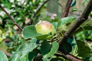 fotografie op thema mooie fruittak appelboom foto