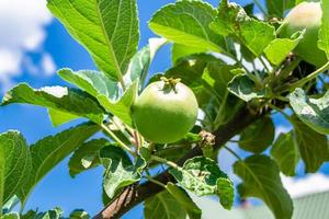 fotografie op thema mooie fruittak appelboom foto