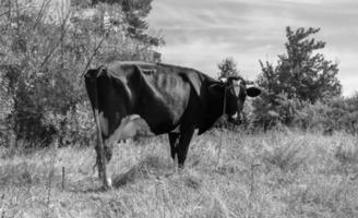 fotografie op thema mooie grote melkkoe foto