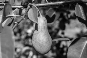 fotografie op thema mooie fruittak perenboom foto