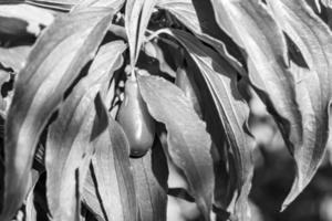 fotografie naar thema mooi toenemen BES kornoeljeboom Aan achtergrond zomer bladeren foto
