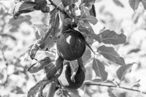 fotografie Aan thema mooi fruit Afdeling Pruim boom foto
