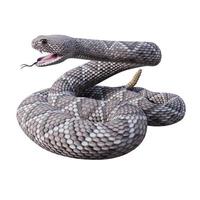 western diamondback ratelslang 3d illustratie foto