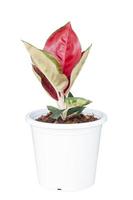 aglaonema rood sp of Chinese groenblijvend groeit in wit plastic pot geïsoleerd Aan wit achtergrond inbegrepen knipsel pad. foto