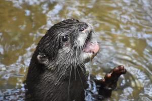 rivier- Otter huilen uit en bereiken uit van de rivier- foto