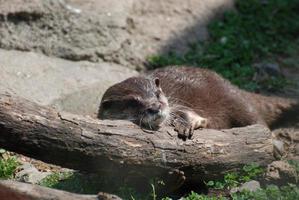 ontspannende rivier- Otter slapen Aan een gedaald log foto