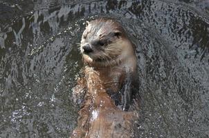 rivier- Otter met een schattig gezicht in een rivier- foto