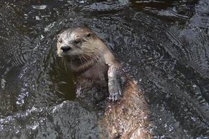 rivier- Otter rollend Aan naar zijn terug in de rivier- foto