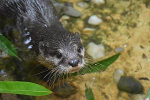 rivier- Otter in Ondiep water op zoek omhoog foto