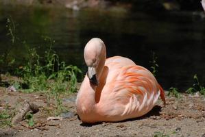 resting chileens flamingo vogel foto