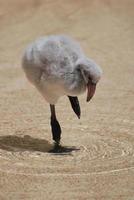 werkelijk schattig baby flamingo foto