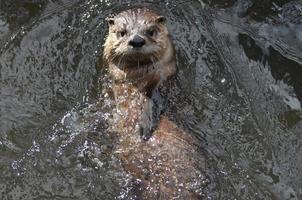 verbazingwekkend rivier- Otter Aan zijn terug in een rivier- foto