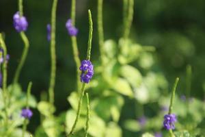 Purper blauw bloemen van bastaard- ijzerhard bloeiend Aan bundel met zonlicht en vervagen groen bladeren achtergrond. een ander naam is Jamaica vals, veravin arron's hengel. Thailand. foto