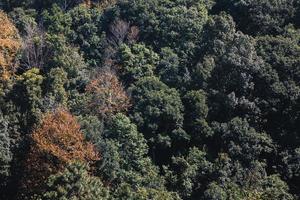 afbeeldingen van mooi natuurlijk landschappen, bomen en bergen. foto